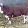 Simmetal Bullen aus Herdbuch Fleckvieh PP - Bild 2