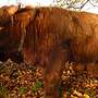 Highland Cattle Hochlandrinder - Jungbullen - Bild 5