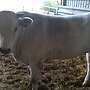 Reine Chianina  Bullen - Bild 5