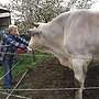 Reine Chianina  Bullen - Bild 2