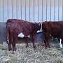 Weibl Hereford Absetzer - Bild 4