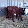 Weibl Hereford Absetzer - Bild 3