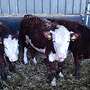 Weibl Hereford Absetzer - Bild 2