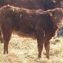 Limousin, Absetzer, weiblich, Kuhkalb, Färse, Fresser, zu verk. - Bild 3
