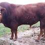 Limousin, Absetzer, weiblich, Kuhkalb, Färse, Fresser, zu verk. - Bild 2