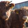 7 Bio Hochland Kälber von 2.2017 mit 25% Charolais im Blut - Bild 3