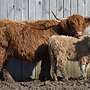 7 Bio Hochland Kälber von 2.2017 mit 25% Charolais im Blut - Bild 2