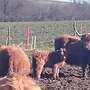 Highland Cattle, Kühe, Kälber, Bullen, Absetzer, Zubehör, Panels - Bild 4
