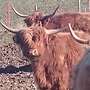 Highland Cattle, Kühe, Kälber, Bullen, Absetzer, Zubehör, Panels - Bild 3