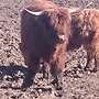 Highland Cattle, Kühe, Kälber, Bullen, Absetzer, Zubehör, Panels - Bild 2