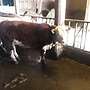 2 Hereford Färsen - Bild 2