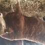 Limousin Jungstier - Bild 5