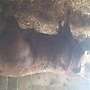 Limousin Jungstier - Bild 4