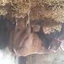 Limousin Jungstier - Bild 3