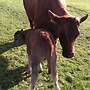 Limousin Jungstier - Bild 2