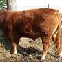 Verkaufe Limousin Bulle - Bild 2