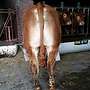 Bio HB Limousin Zuchtbulle Bulle Pp hornlos ruhig halfterführig - Bild 2