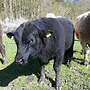 1 männlichen Angus Absetzer / Bio - Bild 3