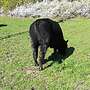 1 männlichen Angus Absetzer / Bio - Bild 2