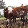 Absetzer Fleckvieh Fleisch - Bild 3