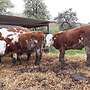 Absetzer Fleckvieh Fleisch - Bild 2