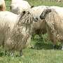 Wensleydale Schafe aller Altersgruppen - Bild 4