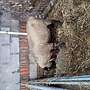 Zu verkaufen ist ein Suffolk Bock - Bild 2