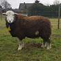 Schaf Herdwick Mutterlamm - Bild 2