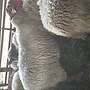 Schaf Bock - Bild 2