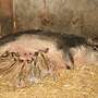 Mangalitza Ferkel - Wollschweine zu verkaufen - Bild 3