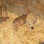 Mangalitza Ferkel - Wollschweine zu verkaufen - Bild 2