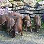 Ferkel: Iberico x Duroc - Bild 4